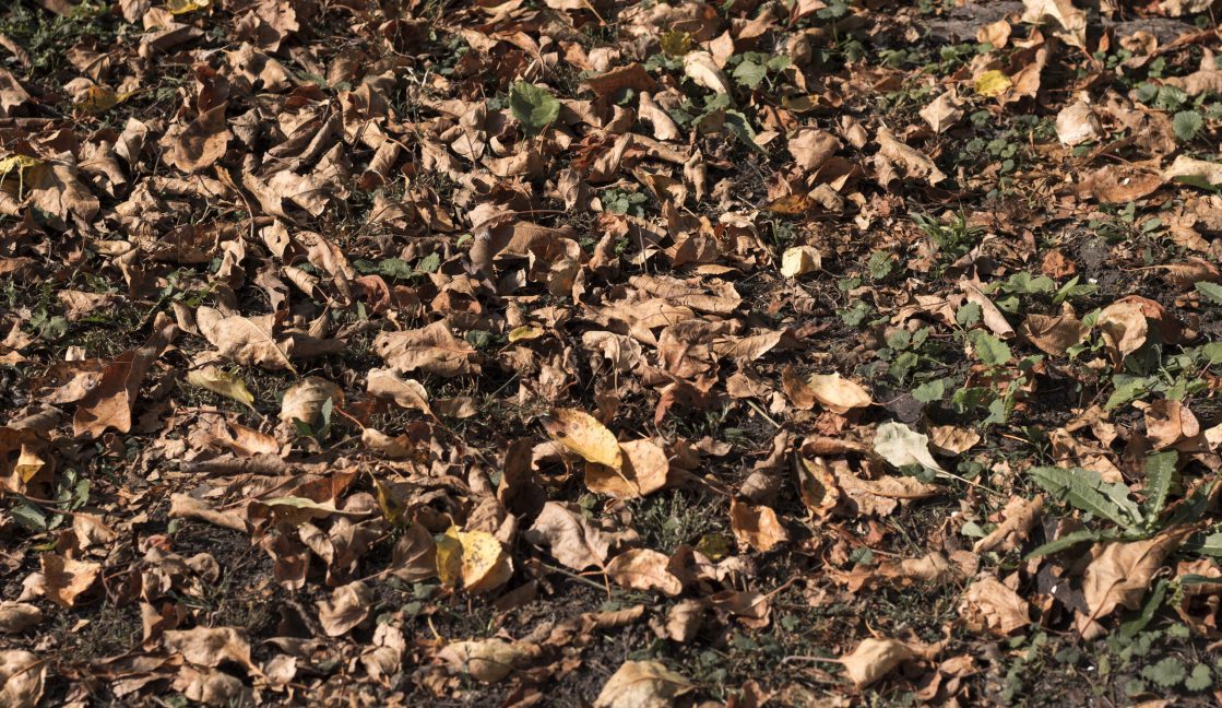 Colorful autumn fallColorful autumn fallen leaves on brown forest soil background. Dry autumn leaves. Backgrounden Colorful autumn fallColorful autumn fallen leaves on brown forest soil background. Dry autumn leaves orange and brown colors. Backgrounden leaves on brown forest soil background