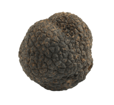tartufo-nero-pregiato